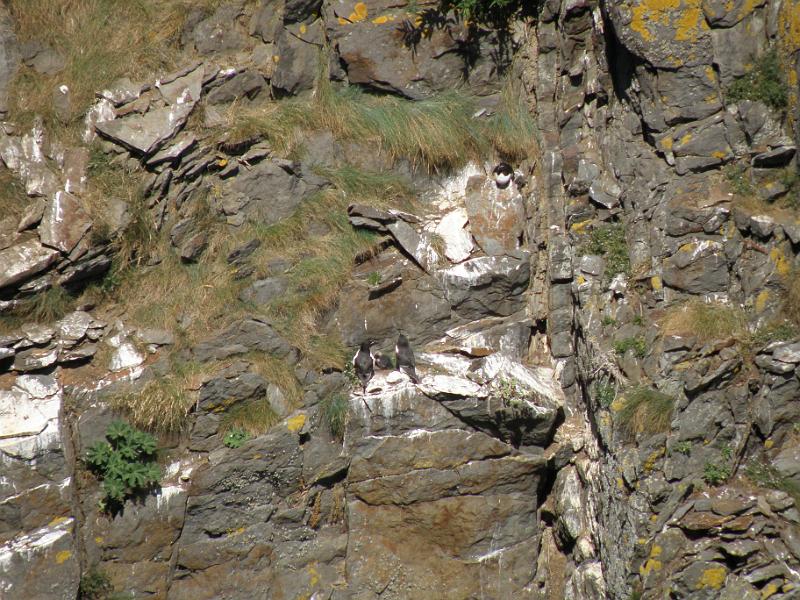 20100717m Zeekoeten met hun jong.JPG